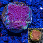 LiveAquaria® Cultured Chalice Coral (click for more detail)