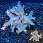 Sinularia Leather Coral Vietnam (click for more detail)