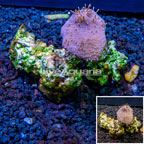 Toadstool Leather Coral Vietnam (click for more detail)