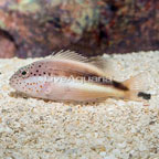 Freckled Hawkfish  (click for more detail)