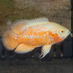 Albino Oscar (click for more detail)