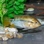 Black Stripe Dwarf Cichlid (click for more detail)