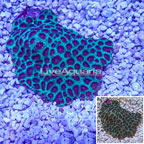 Favia Coral Australia (click for more detail)