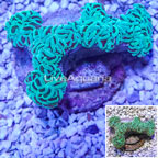 Hammer Coral Australia (click for more detail)