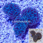 Hammer Coral Australia (click for more detail)