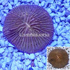 Short Tentacle Plate Coral Australia  (click for more detail)