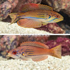 Half Banded Flasher Wrasse, Pair (click for more detail)