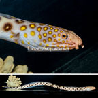 Goldspotted Snake Eel (click for more detail)