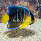 Caribbean Blue Angelfish, Juvenile (click for more detail)