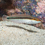 Rainbow Wrasse (click for more detail)