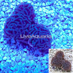 Hammer Coral Australia (click for more detail)