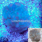 Bubble Coral Australia (click for more detail)