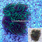Torch Coral Indonesia (click for more detail)
