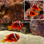 Tomato Clownfish, Pair (click for more detail)