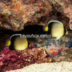 Cream Angelfish, Pair (click for more detail)