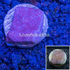 LiveAquaria® Montipora Coral (click for more detail)