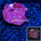 LiveAquaria® Photosynthetic Plating Red Sponge (click for more detail)