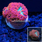 LiveAquaria® Red and Green Blastomussa Coral (click for more detail)