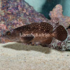 Starry Grouper (click for more detail)