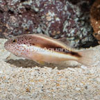 Freckled Hawkfish (click for more detail)