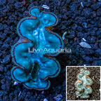 Purple and Blue Maxima Clam (click for more detail)
