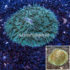Plate Coral Australia (click for more detail)