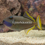Blue Throat Triggerfish (click for more detail)