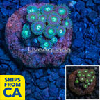 LiveAquaria® Cultured Zoanthus Coral (click for more detail)