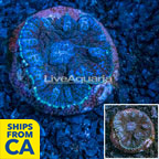 LiveAquaria® Cultured Rhodactis Mushroom  (click for more detail)