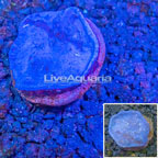 LiveAquaria® Photosynthetic Blue Plating Sponge (click for more detail)