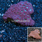 Blastomussa Coral Australia (click for more detail)