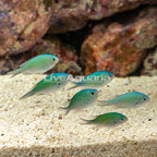 Green Reef Chromis, 6 lot (click for more detail)