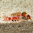 Red Scooter Dragonet  (click for more detail)