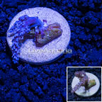 LiveAquaria® Pineapple Tree Coral (click for more detail)