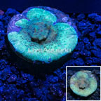 USA Cultured Leptoseris Coral (click for more detail)