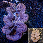 Maxima Clam, Gold (click for more detail)