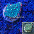USA Cultured War Coral (click for more detail)