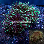 Torch Coral Australia (click for more detail)