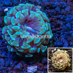 LiveAquaria® Cultured Hammer Coral (click for more detail)