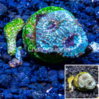 LiveAquaria® Cultured Acan Echinata Coral (click for more detail)
