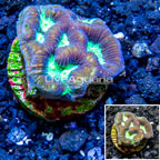 LiveAquaria® Cultured Favia Coral (click for more detail)