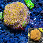 LiveAquaria® Cultured Leptoseris Coral (click for more detail)