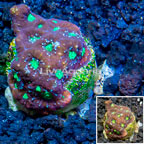 LiveAquaria® Cultured Favites Coral (click for more detail)