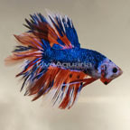 Stars and Stripes Halfmoon Betta, Male (click for more detail)