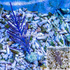 Cultured Purple Sea Whip (click for more detail)
