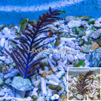 Purple Sea Whip (click for more detail)