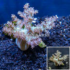 Pineapple Tree Coral Indonesia (click for more detail)