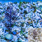 Purple Frilly Gorgonian (click for more detail)