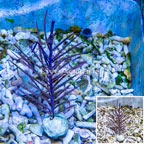 Purple Frilly Gorgonian (click for more detail)