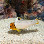 Bicolor Parrotfish (click for more detail)